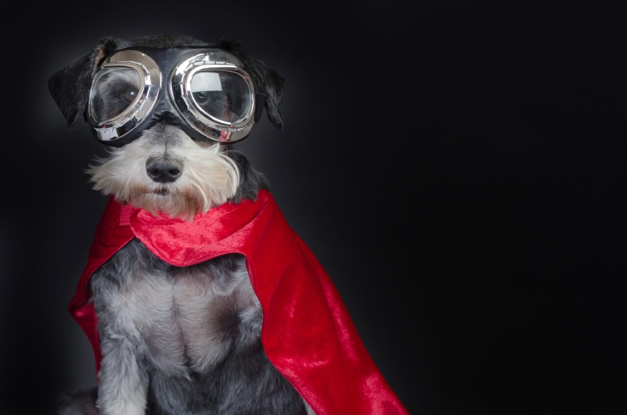 Beautiful little dog portrait in superhero costume